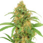 Lemon Haze Auto Lemon Haze Auto