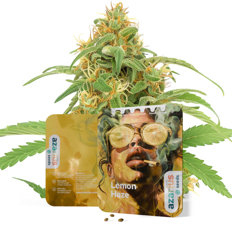 Lemon Haze Auto Lemon Haze Auto