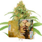 Lemon Haze Auto Lemon Haze Auto