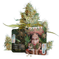 Thai Dream Auto | Semillas de marihuana Azarius