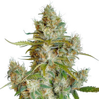 Thai Dream Auto | Semillas de marihuana Azarius