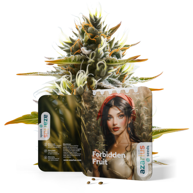 Forbidden Fruit Auto Forbidden Fruit Auto