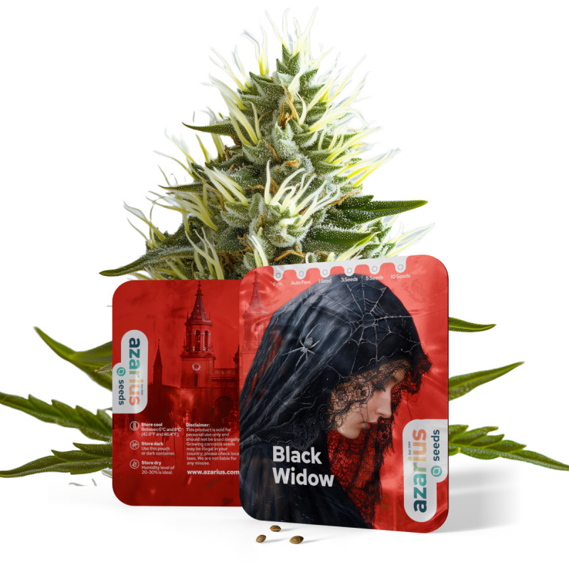 Black Widow Auto Black Widow Auto