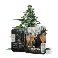 Alaskan Thunderfuck Auto