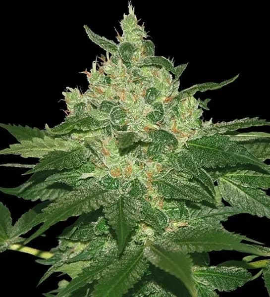 Afghan Kush