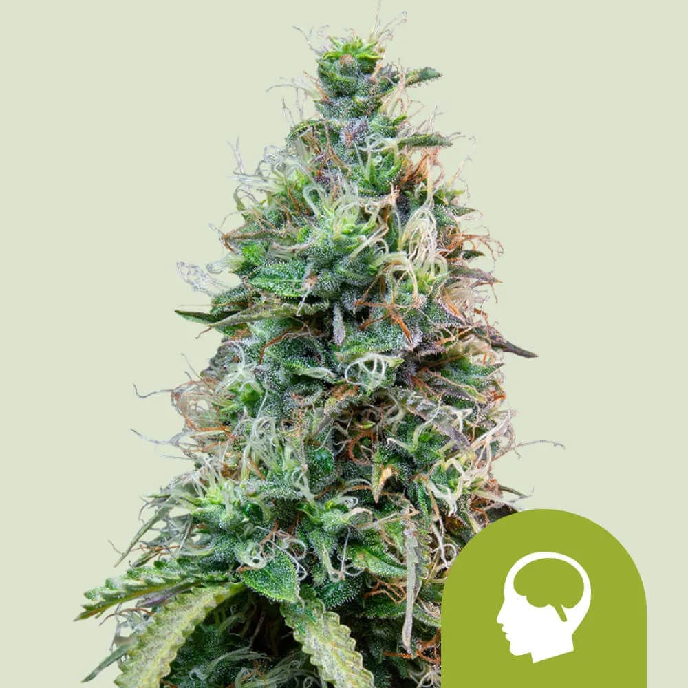Amnesia Haze Autoflower