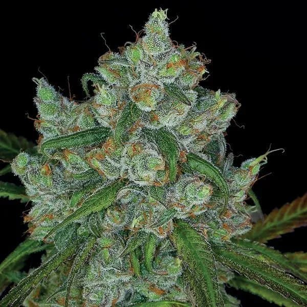 Bruce Banner 3