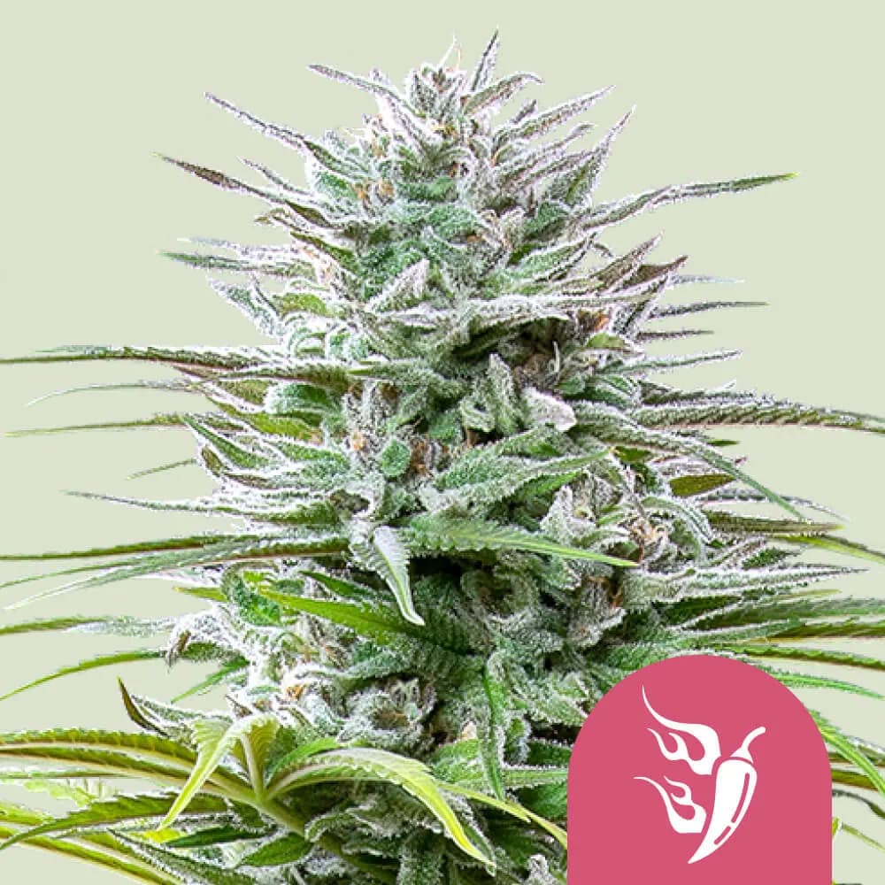 Speedy Chile - Fast Flowering