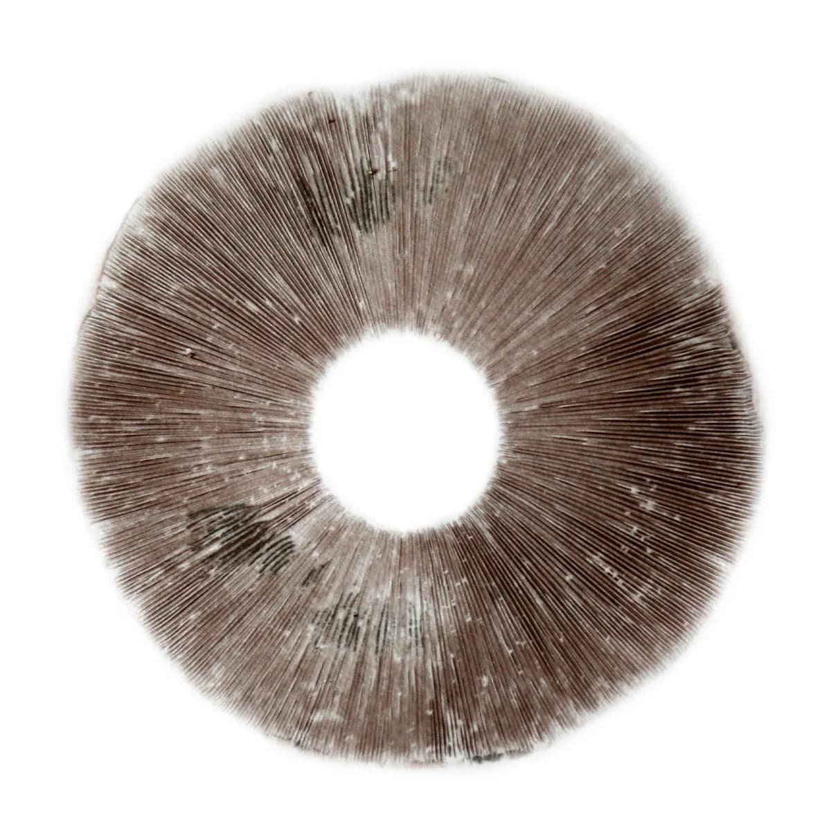 Impresión de esporas Psilocybe Cubensis B+