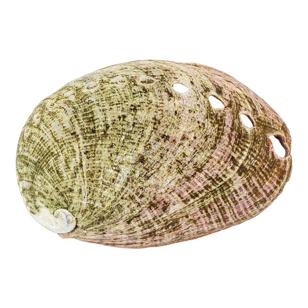 Concha de abulón