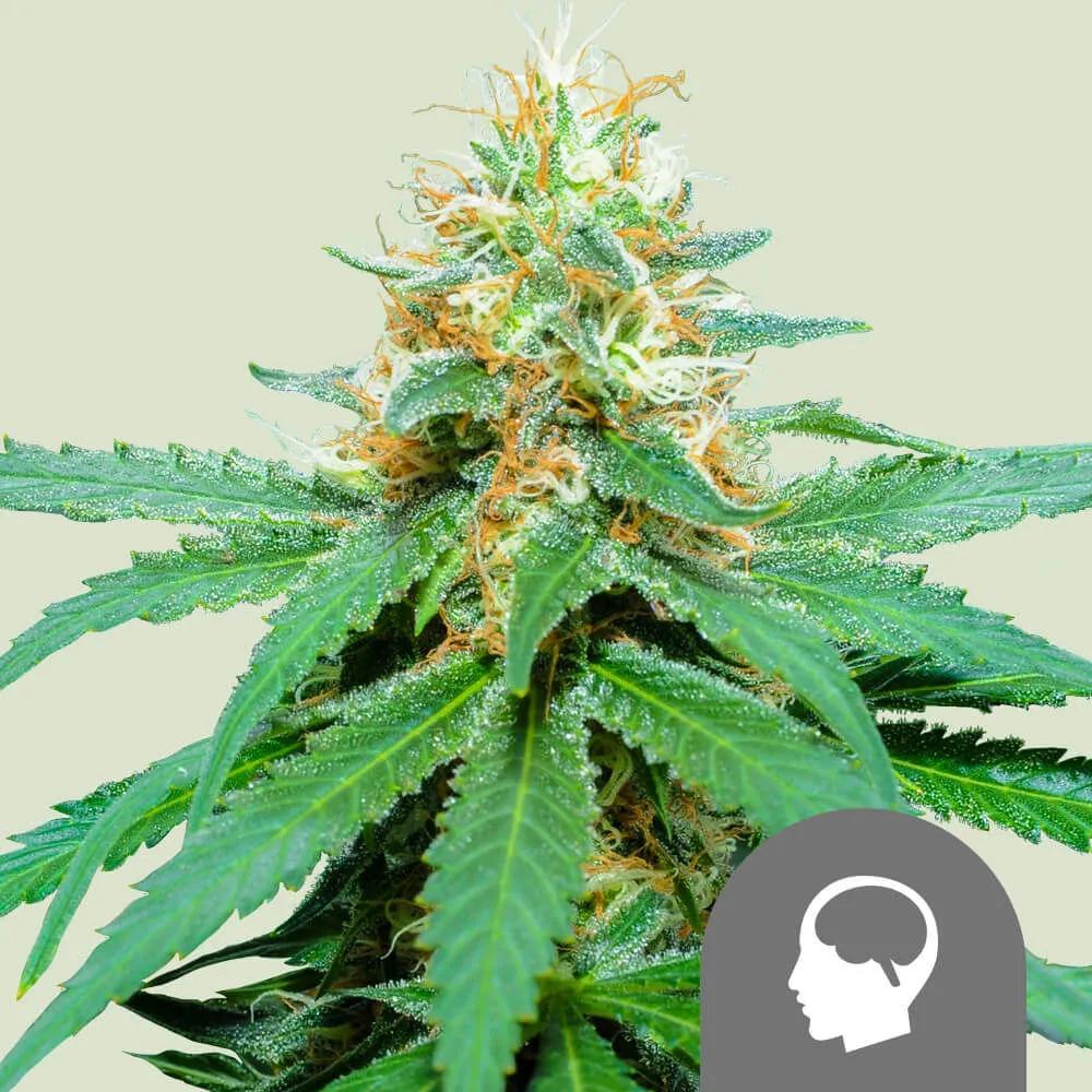 Amnesia Haze