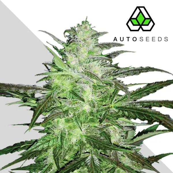 Auto Chemdog