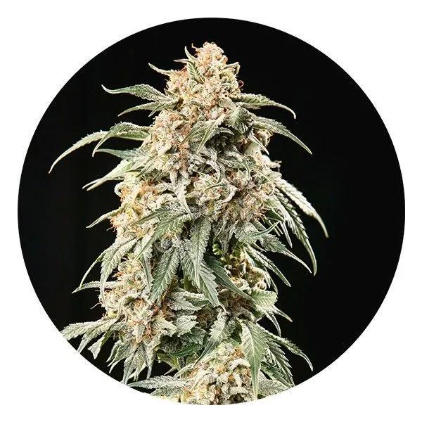 Auto Tao Mix 2 (Top Tao Seeds)