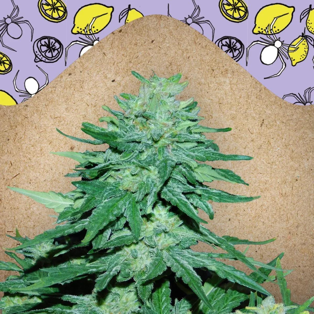 Auto White Widow x Big Bud