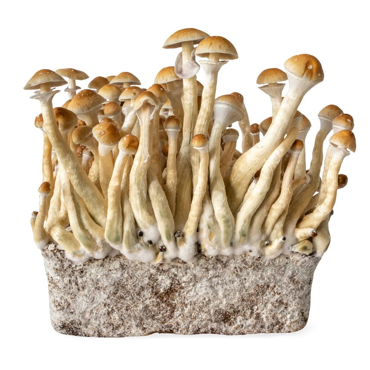 Jeringa de Cultivo Líquido B+ (Acid Shroomz)