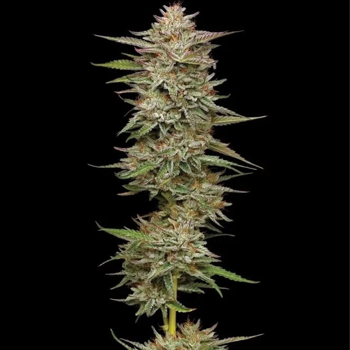 Banana OG