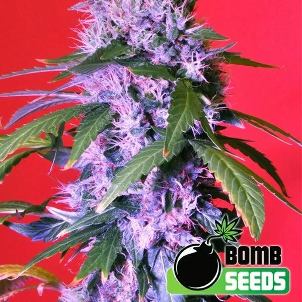 Berry Bomb Auto