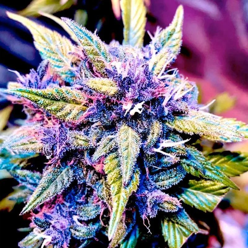 Blackberry Nuggets