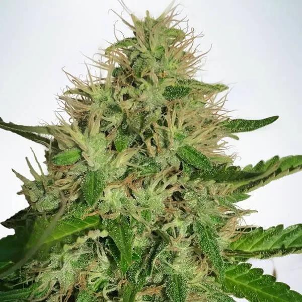 Cannabis Light