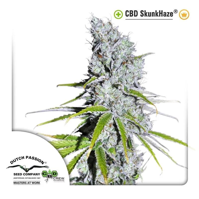 CBD Skunk Haze