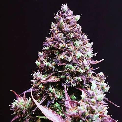 Cream Caramel Auto