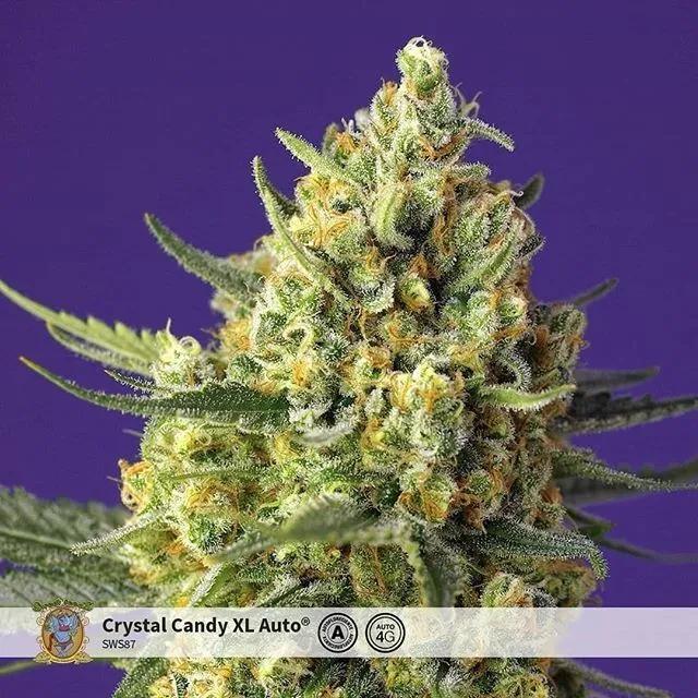 Crystal Candy XL Auto