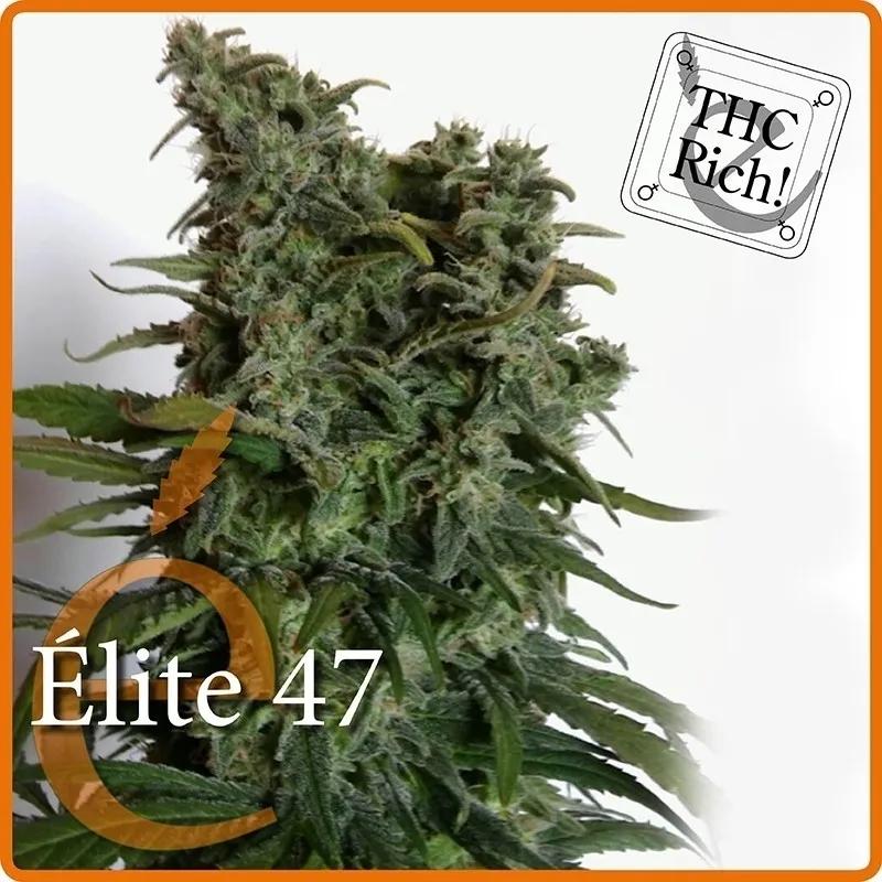Elite 47