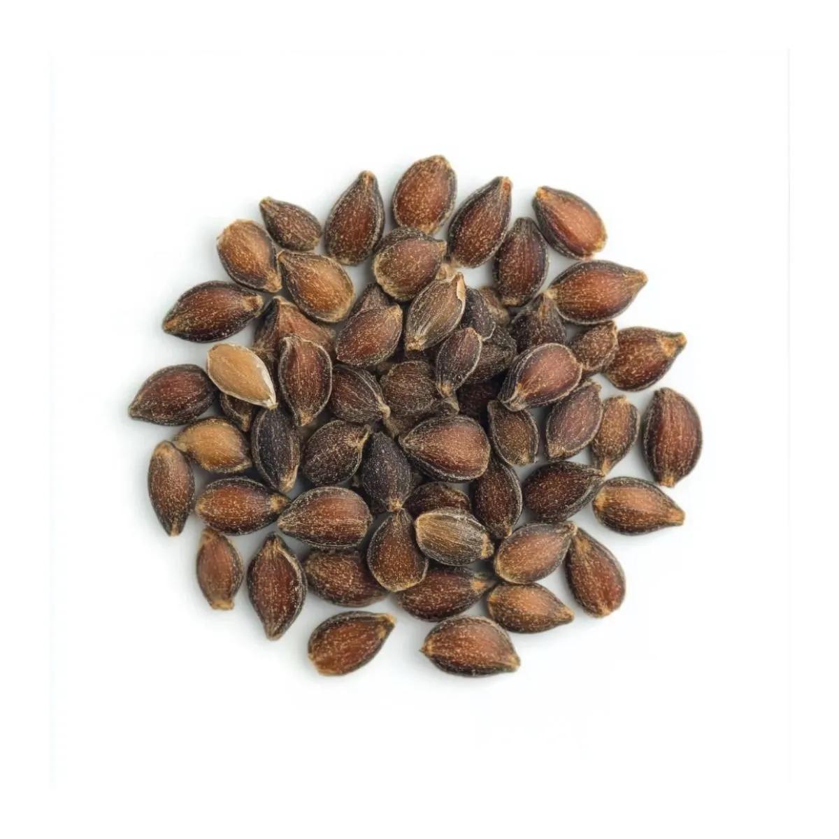Semillas de Ephedra