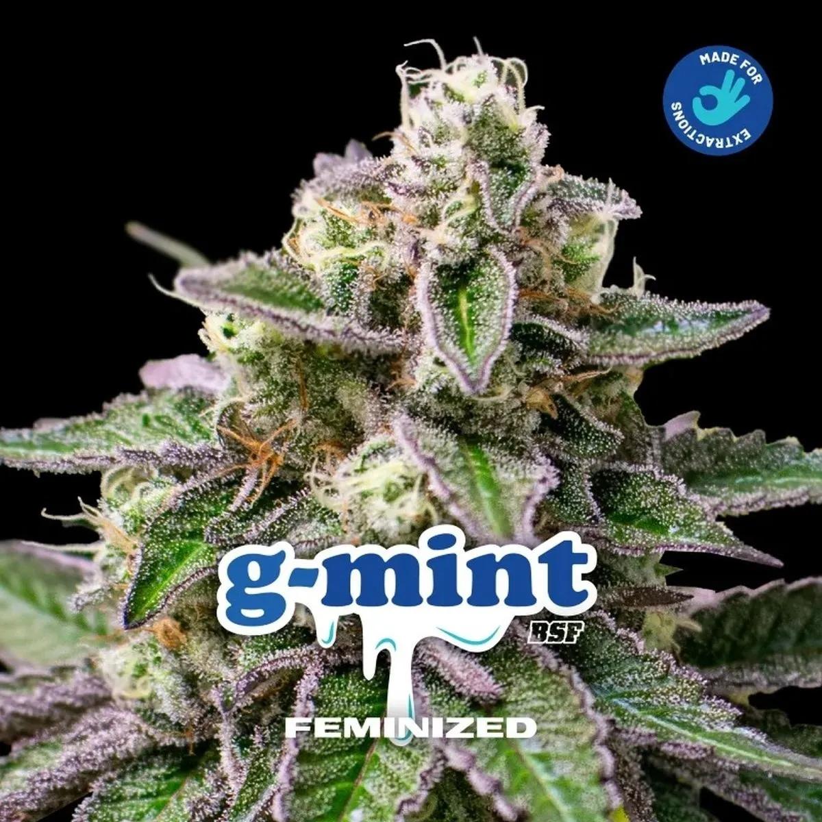 G-Mint