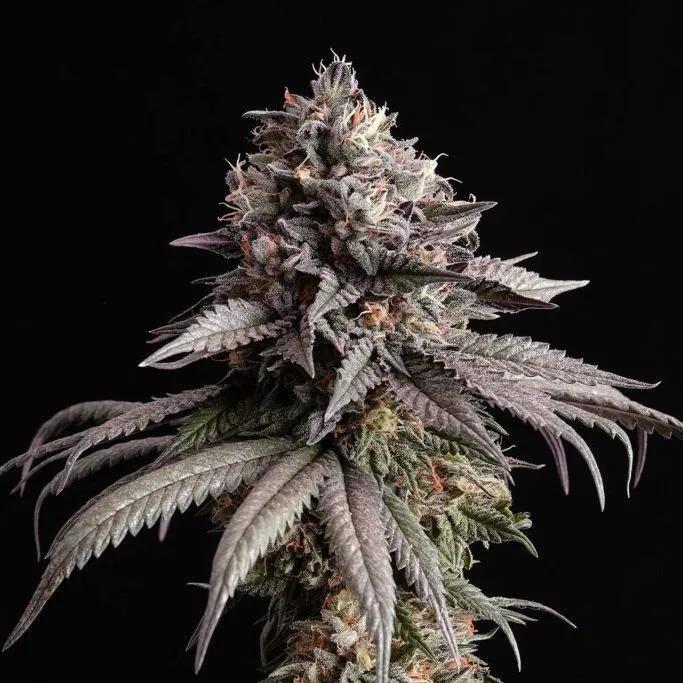 Gelato-K