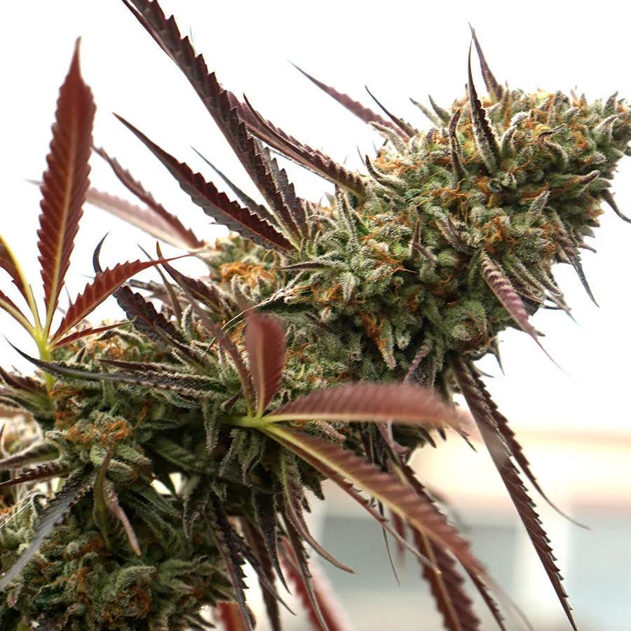 Ghost Of NYC (Humboldt Seed Organization)