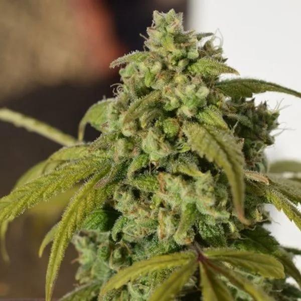 Gorilla SFV OG