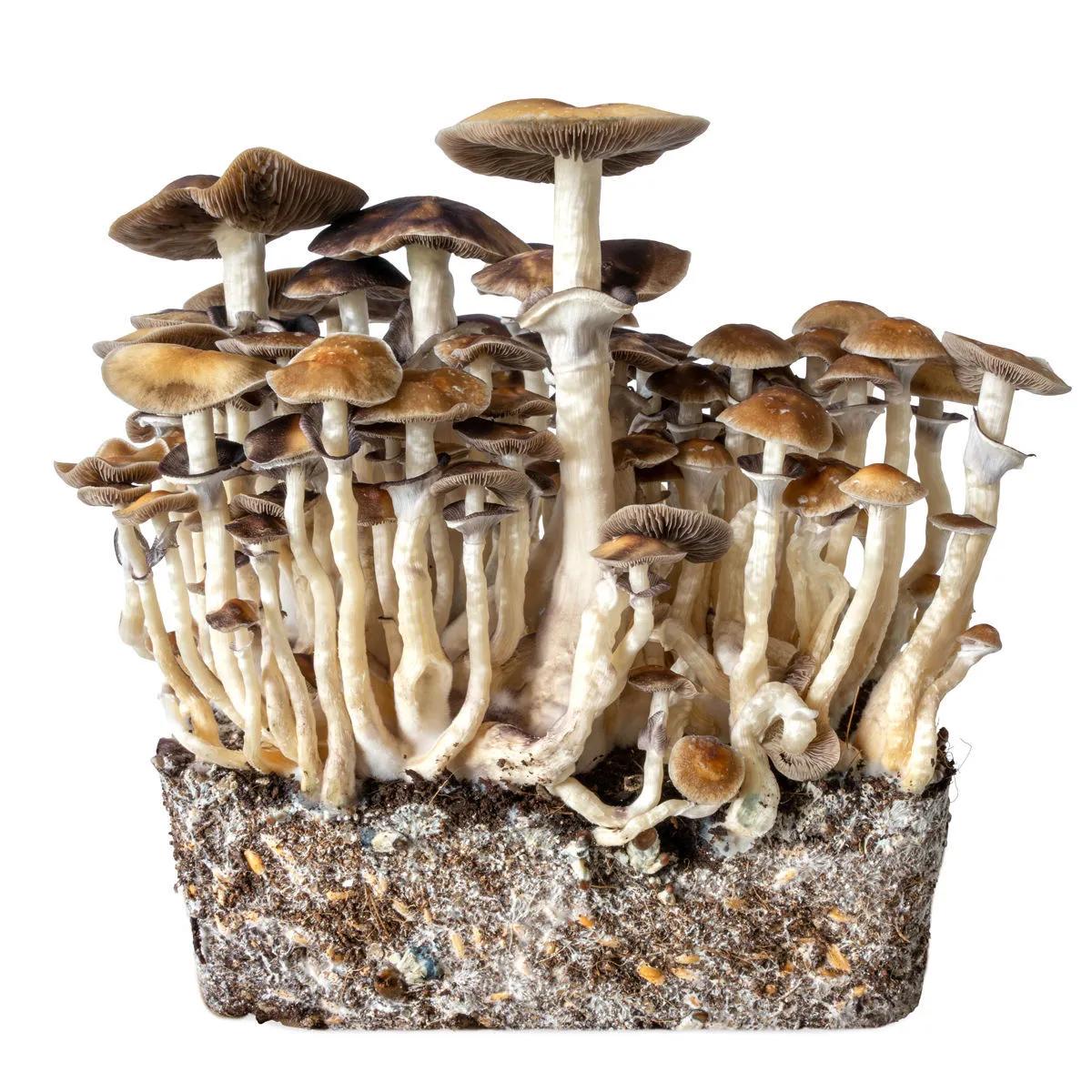 Jeringa de Cultivo Líquido Hawaii (Acid Shroomz)
