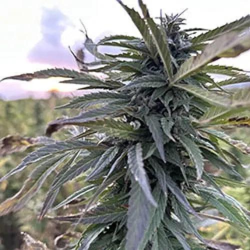 Helmand