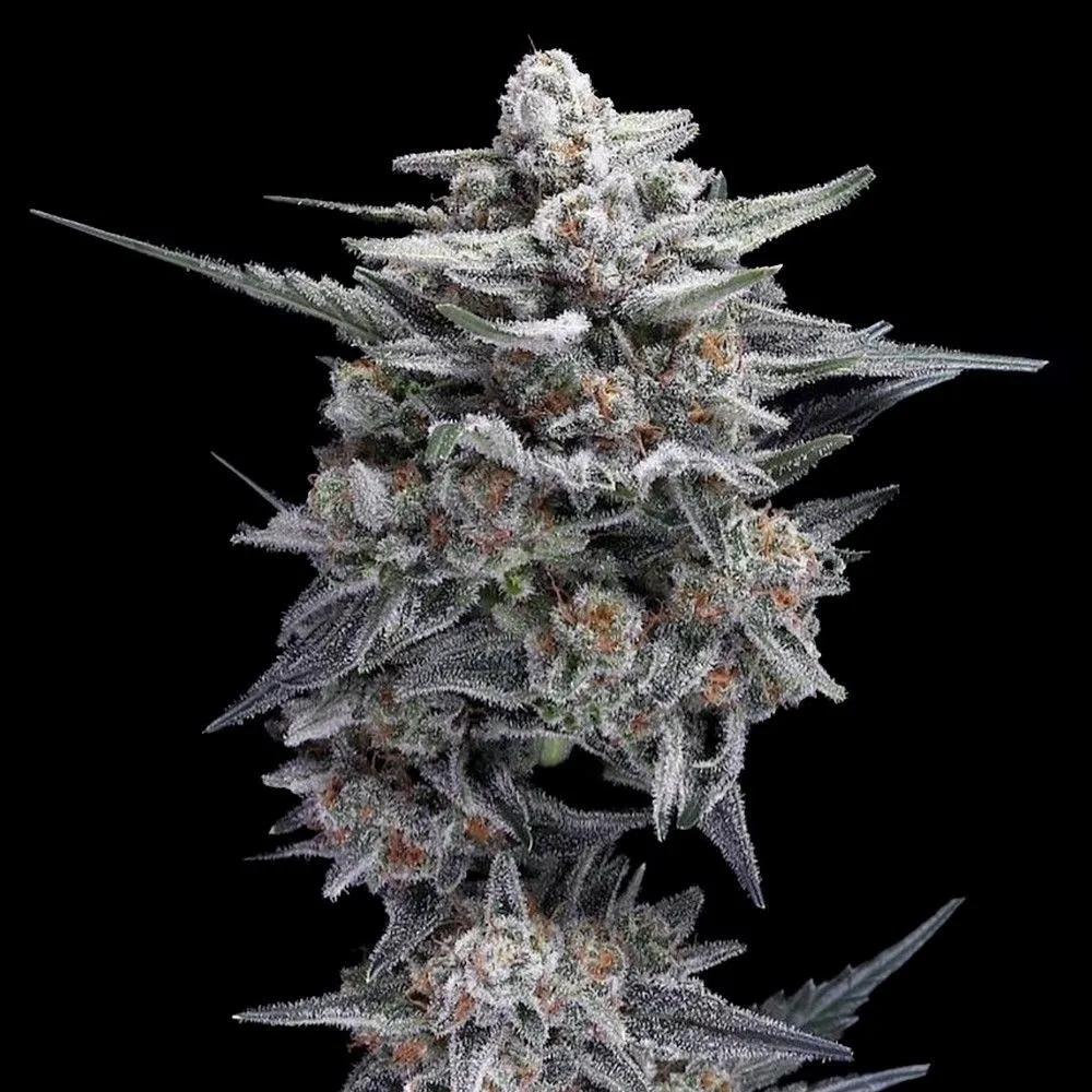 HG23 AKA Michael Jordan