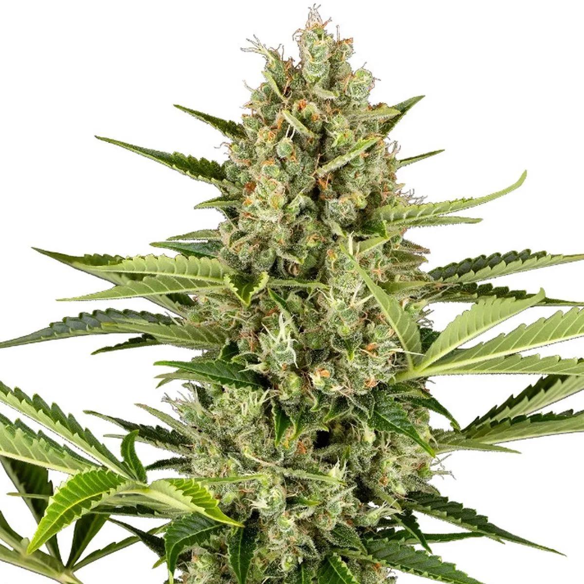 Jack Herer