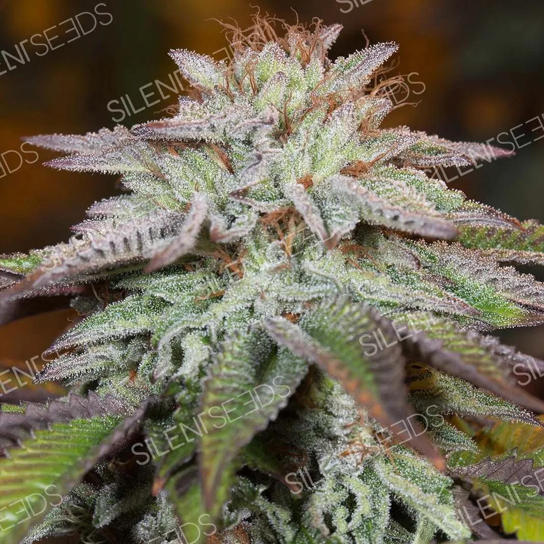 LA Vanilla Cake