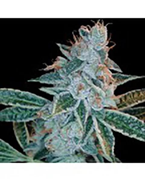 Lemon OG Kush