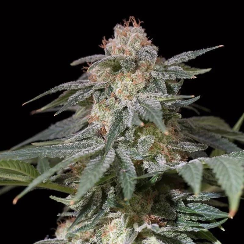 Lemon Tree Fast (Lemon Tree x Silent Seeds)