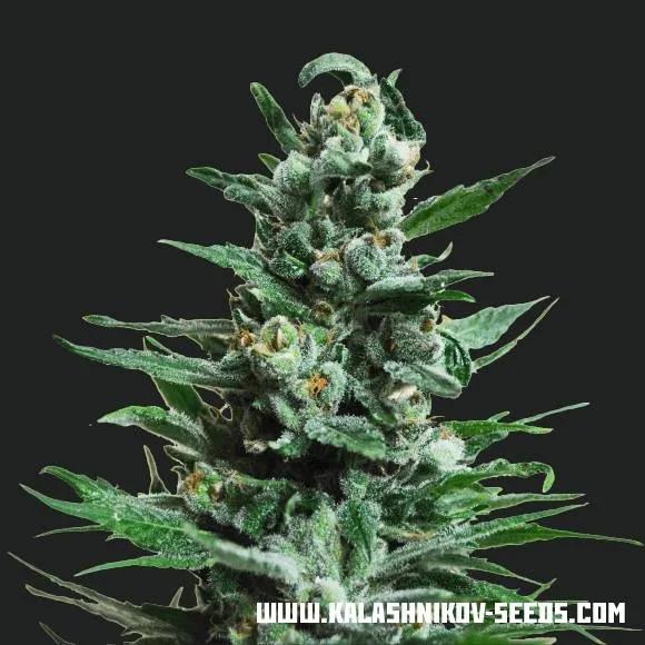 Moscow Blueberry Auto