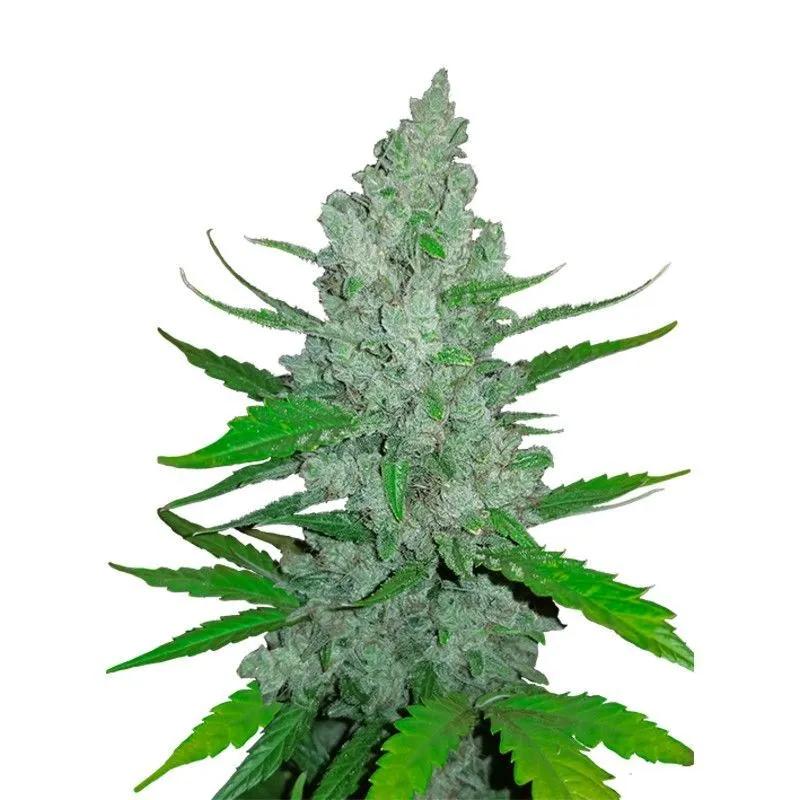 Original Auto Sour Diesel