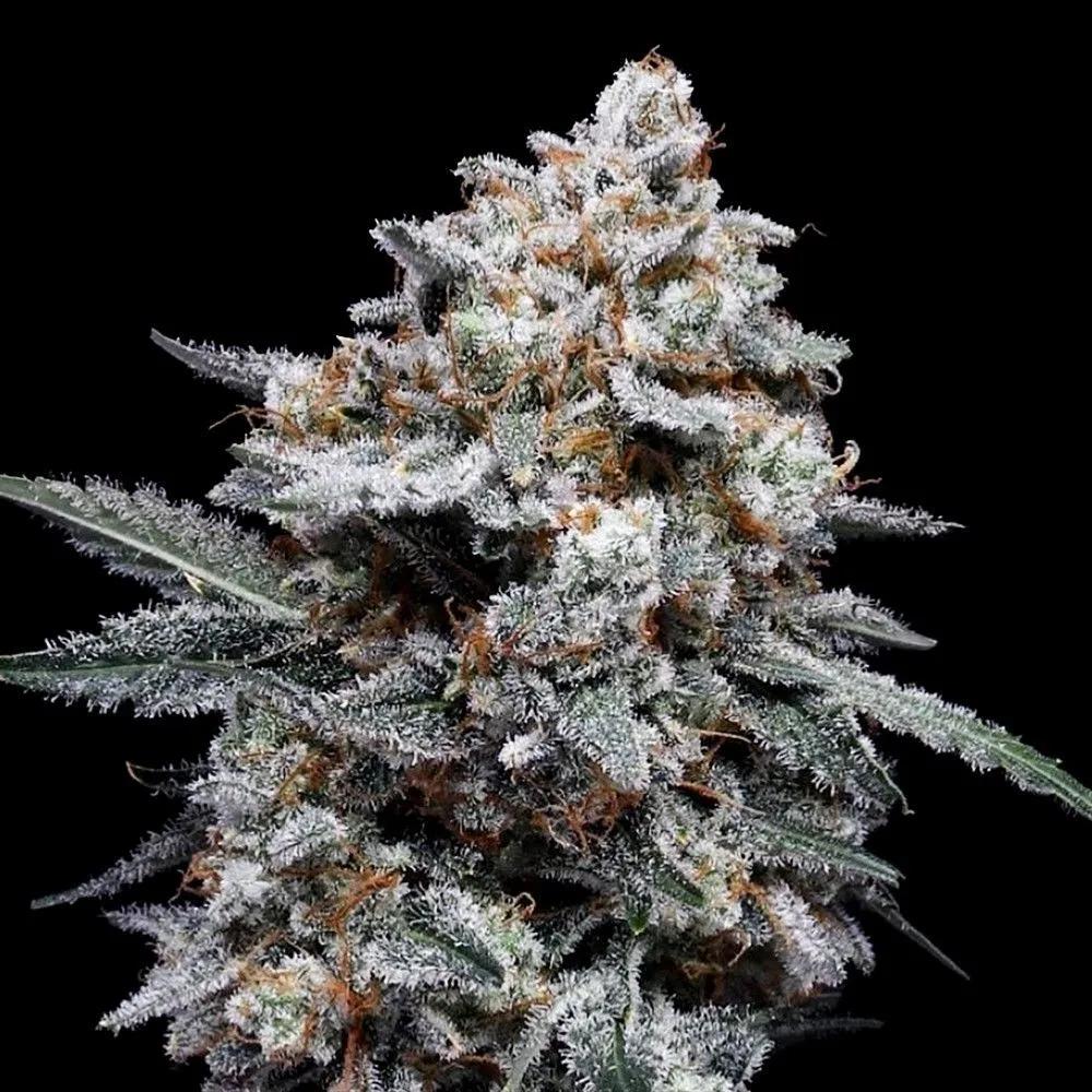 Patrick Swayze