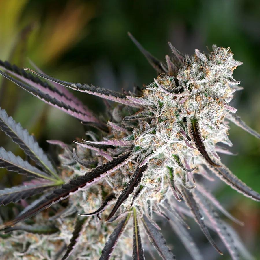 Peanut Butter Breath Fast Flowering (Humboldt Seed Organization)