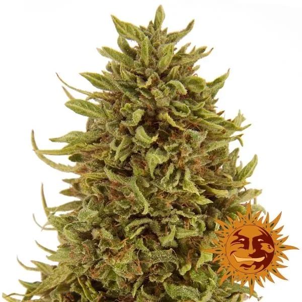 Pineapple Express Auto