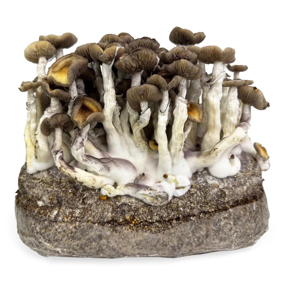 Bolsa de cultivo Ready-2-Grow 'Golden Teacher'