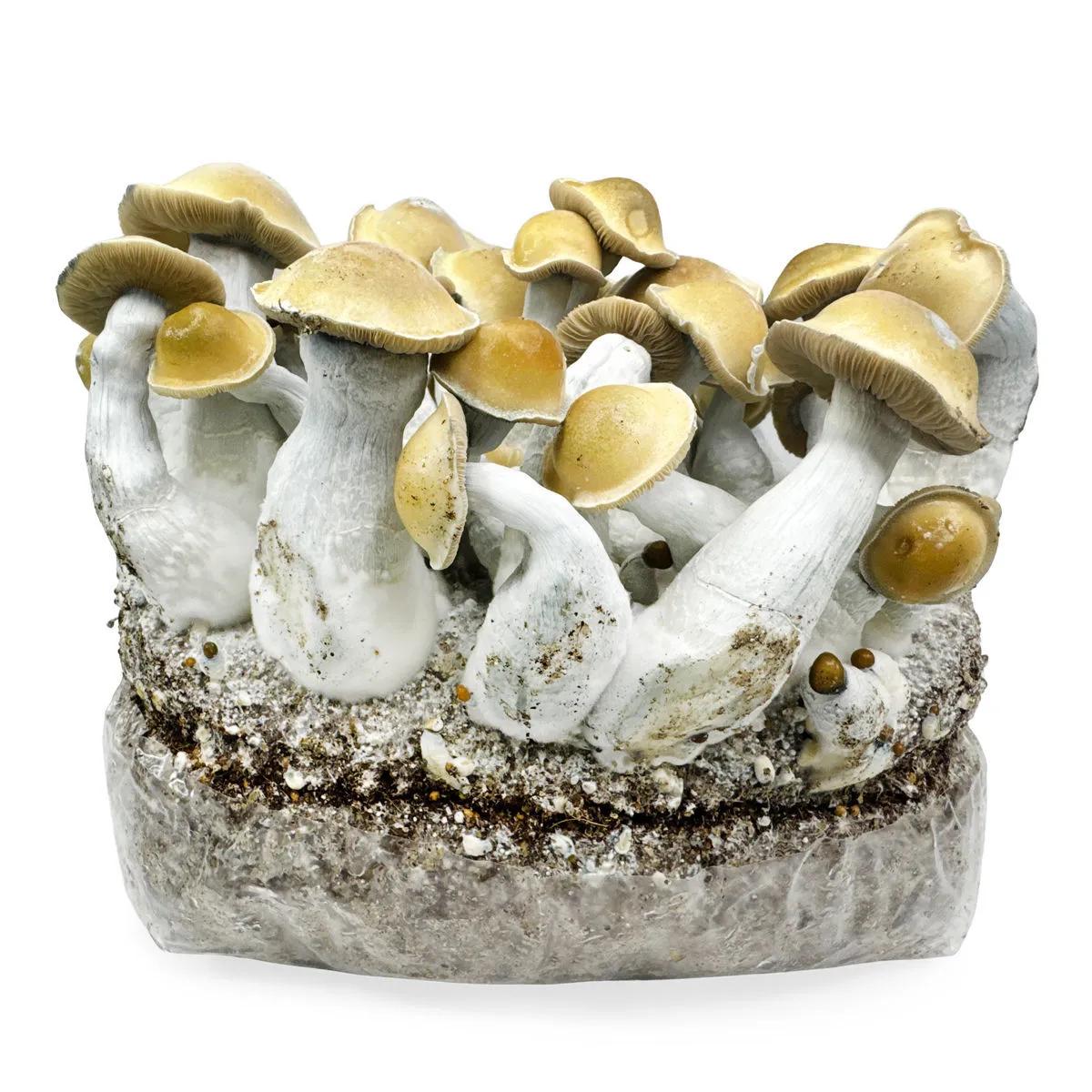 Bolsa de cultivo Ready-2-Grow 'Makilla Gorilla'