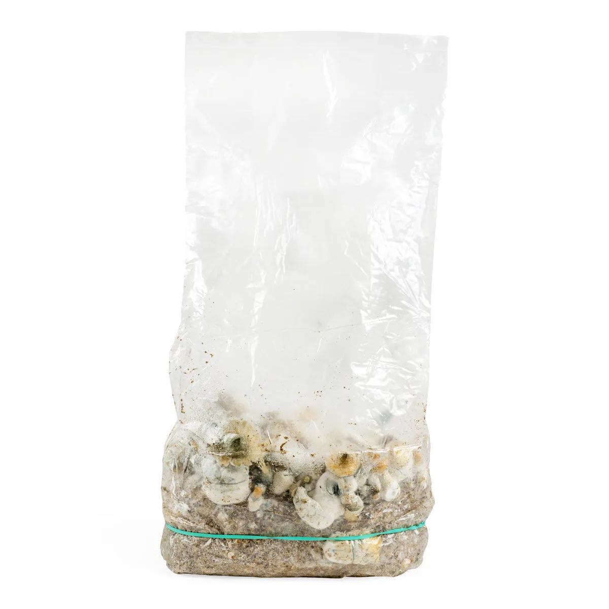 Bolsa de cultivo Ready-2-Grow 'Makilla Gorilla'