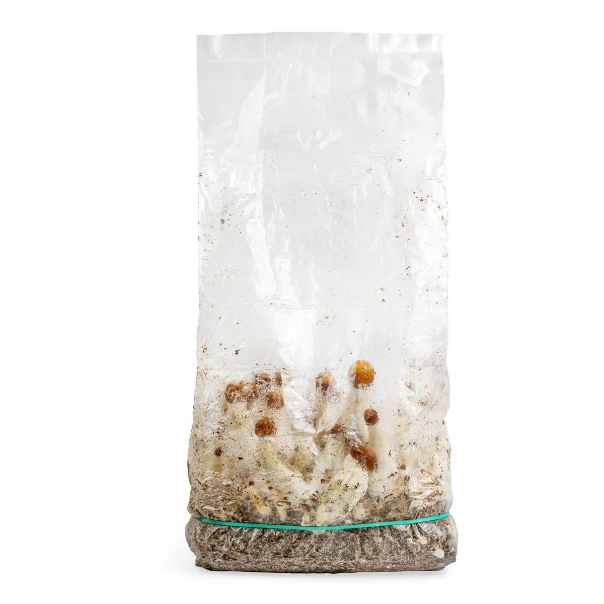 Bolsa de cultivo Ready-2-Grow 'MVP'