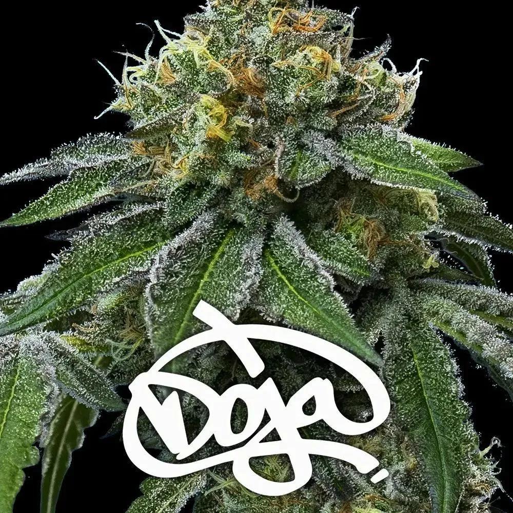 RS11 x Banana OG