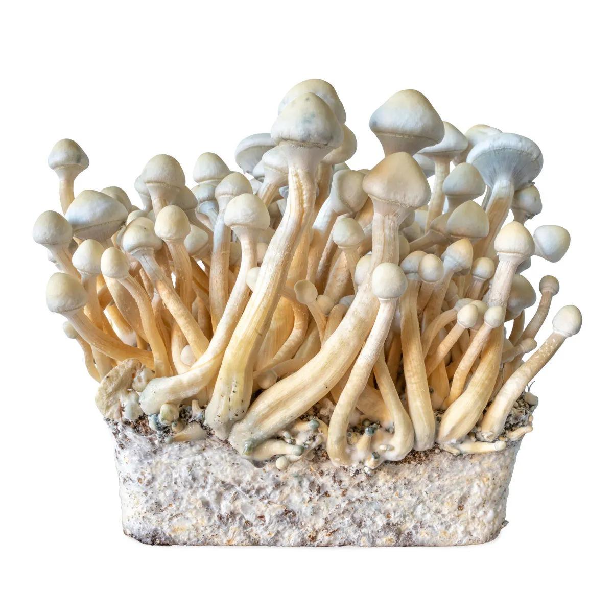 Jeringa de Cultivo Líquido Rusty Whyte (Acid Shroomz)